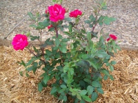 Knock-Out Roses